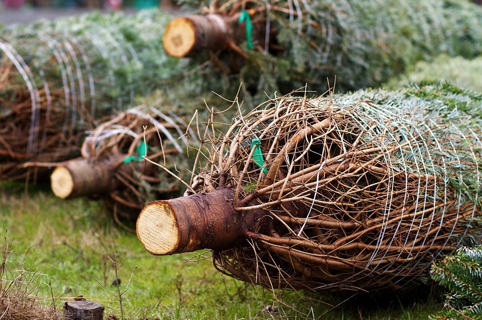 where-to-recycle-christmas-trees,-decorations-round-houston-this-month-|-houston-public-media-–-google