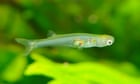 one-of-world’s-smallest-fish-found-to-manufacture-sounds-that-exceed-140-decibels-–-video-–-guardian