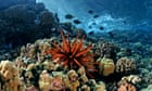 playing-thriving-reef-sounds-on-underwater-speakers-‘can-also-assign-damaged-corals’-–-guardian