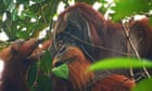 orangutan-considered-treating-damage-with-medicinal-herb-in-first-for-wild-animals-–-guardian