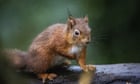 leprosy-passed-between-medieval-squirrels-and-other-folks,-procure-out-about-suggests-–-guardian