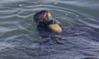 sea-otters-use-tools-to-open-interesting-shelled-prey,-saving-their-teeth,-learn-unearths-–-guardian