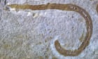 remnants-of-prehistoric-marine-worm-unearthed-in-herefordshire-–-guardian