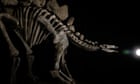 the-neat-prosperous-are-buying-up-dinosaur-bones-–-and-now-they-wish-our-advance-supreme-stegosaurus-|-david-hone-–-guardian