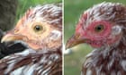 hens-appear-to-blush-when-afflicted-or-exasperated,-researchers-acquire-–-guardian