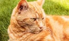 how-my-ginger-tom-changed-into-a-terrible-klepto-cat-|-letter-–-guardian