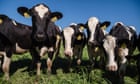 us-to-uncover-dairy-cattle-introduced-to-slaughter-to-uncover-bird-flu-infections-–-guardian