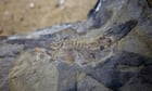 scientists-interrogate-oldest-ever-huge-tadpole-fossil-in-argentina-–-guardian