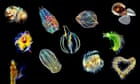 sea-angels-and-devils:-may-maybe-maybe-plankton-unlock-the-secrets-and-ways-of-human-biology?-–-guardian